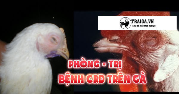 Bệnh CRD Ở Gà – Phòng Chữa Bệnh Hiệu Quả