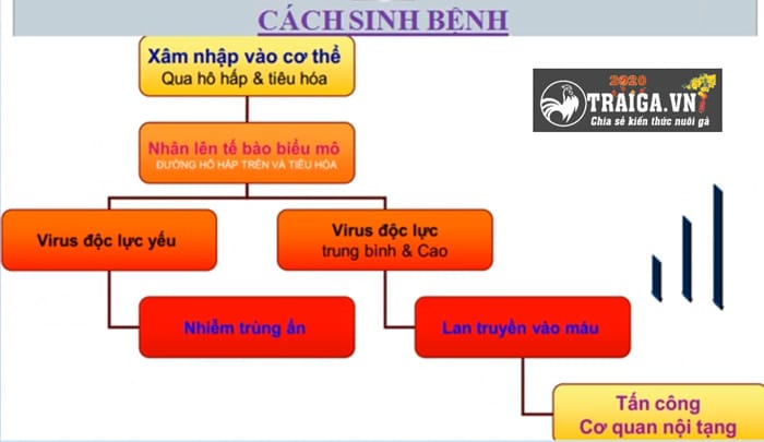 Cách lan truyền bệnh Newcastle trong đàn gà