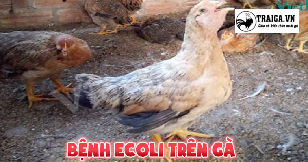 benh-ecoli-tren-ga-phong-tri-hieu-qua