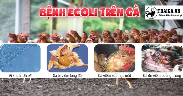 Các tổn thương lâm sàng do bệnh E.coli gây ra ở gà