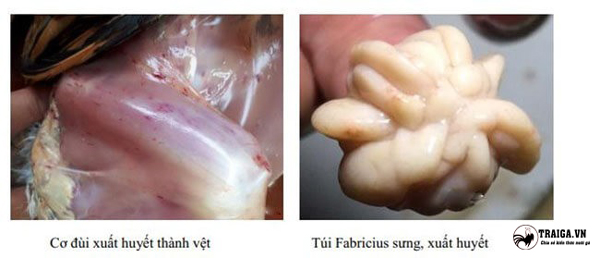 Sự phát triển của bệnh trong tổng bệnh tích