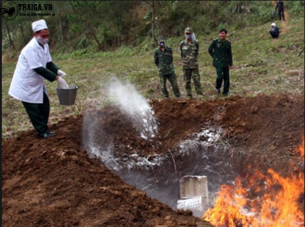 Phòng tránh bệnh Marek cho gà 