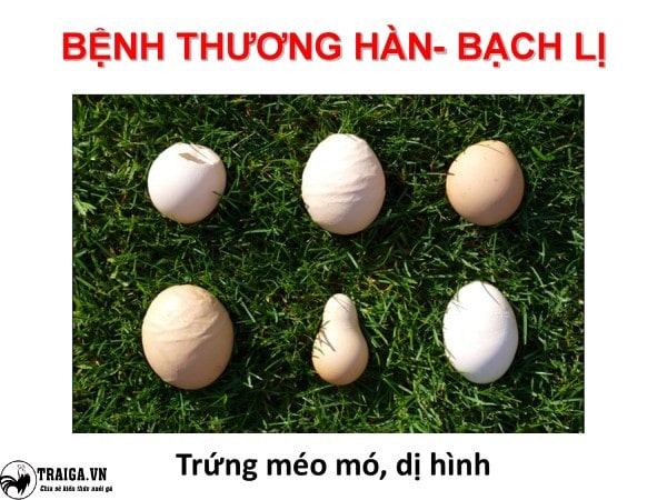 Cách điều trị bệnh thương hàn ở gà với thuốc đặc trị