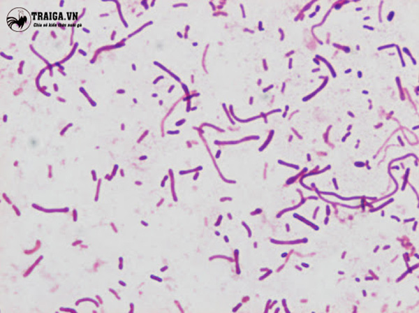 Giới thiệu về vi khuẩn Ornithobacterium Rhinotracheale (ORT) 