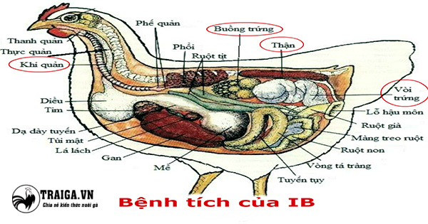 Tác động tổn thương của bệnh IB trên chất lượng gà