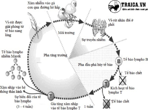 Bệnh Marek trên gia cầm