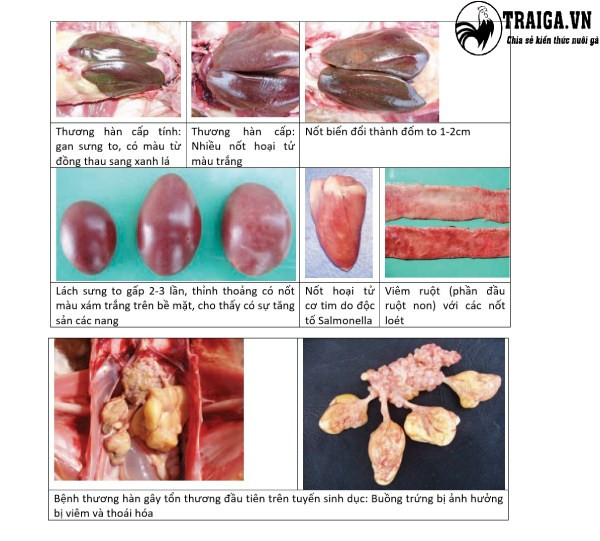 Bệnh thương hàn ở gà trưởng thành và gà đẻ trứng