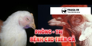 Bệnh CRD Ở Gà – Phòng Chữa Bệnh Hiệu Quả