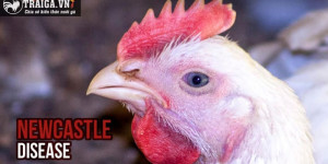 Hướng Dẫn Chi Tiết Về Phương Pháp Trị Dứt Bệnh Newcastle Disease