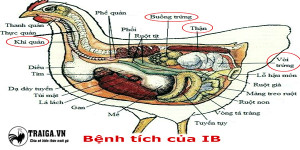 Bệnh IB Trên Gà – Viêm Nhiễm Phế Quản Truyền Nhiễm